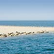 Seehundbank